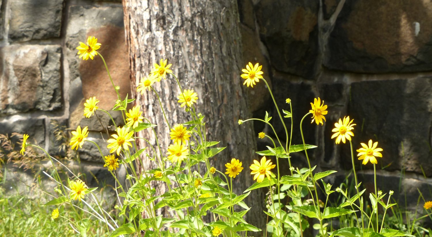 Photograph of a stone wall that goes behind a tree trung and flowers.