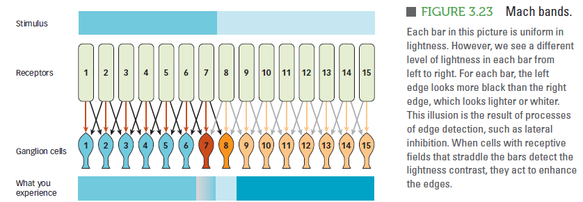 Illustration of how Mach bands are created through lateral inhibition.  Light areas inhibit adjacent dark areas more than dark areas inhibit adjance light areas.