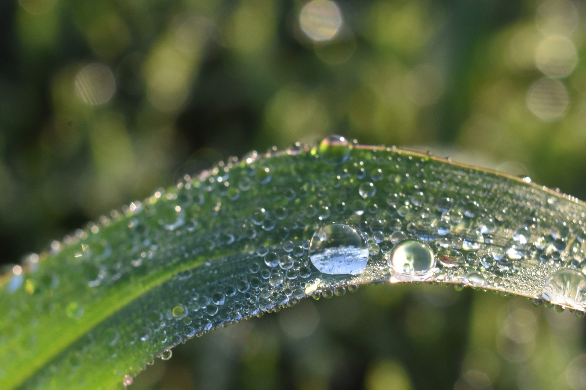 Macro photograph of dew on a grass blade.