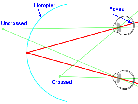 an illustration of crossed vs uncrossed disparity and the relative position of the iamges of the two types of disparity on the retina.