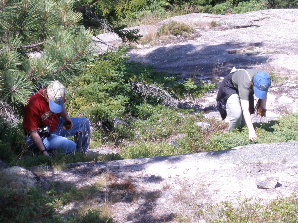 Photograph of two people picking blueberries.