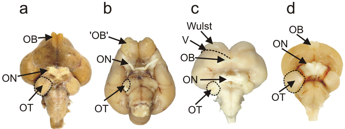 Different bird olfactory bulbs.